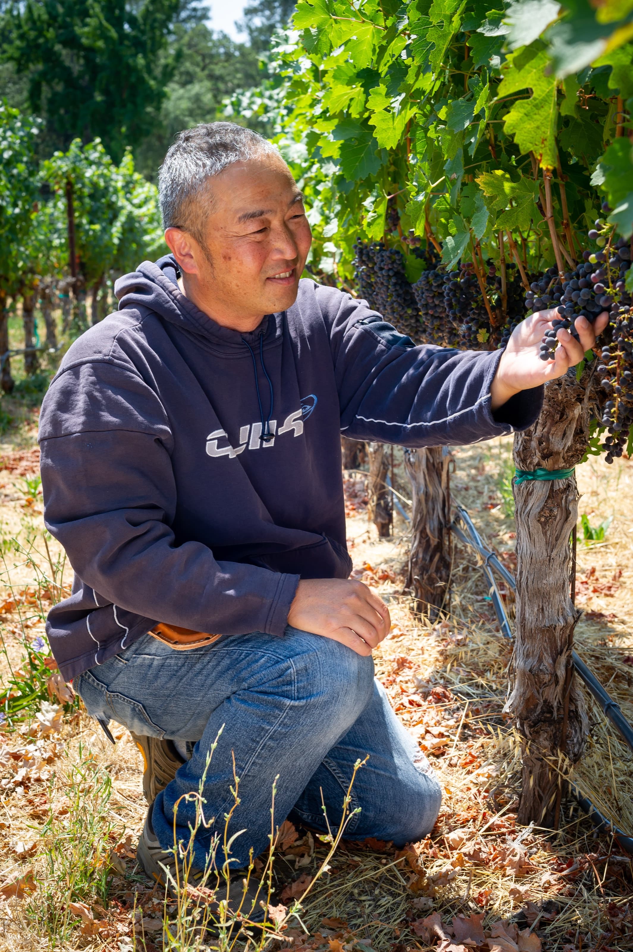 Yasu Hayashi examining ripe Cabernet grapes