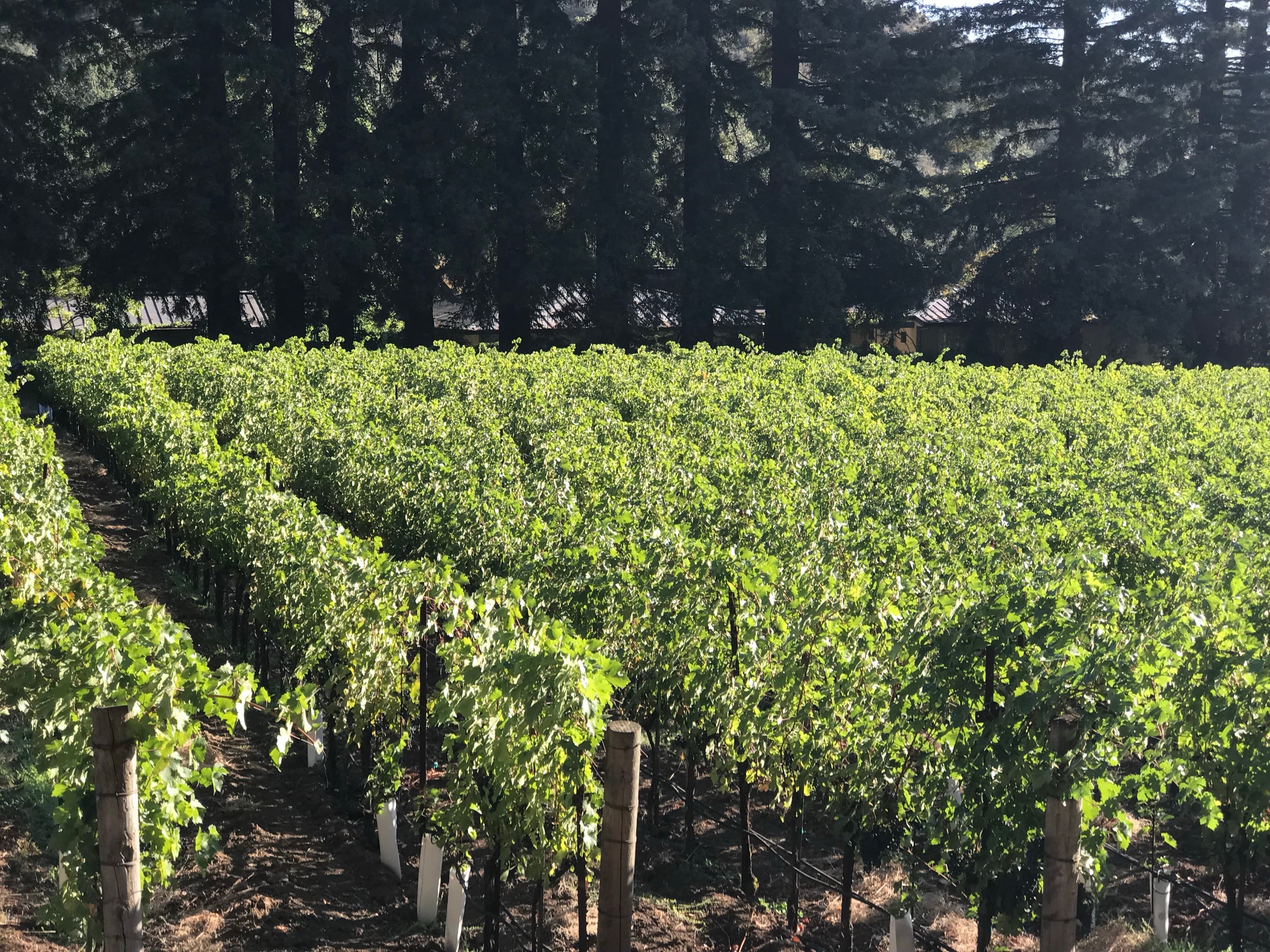 Oak Knoll vineyard rows