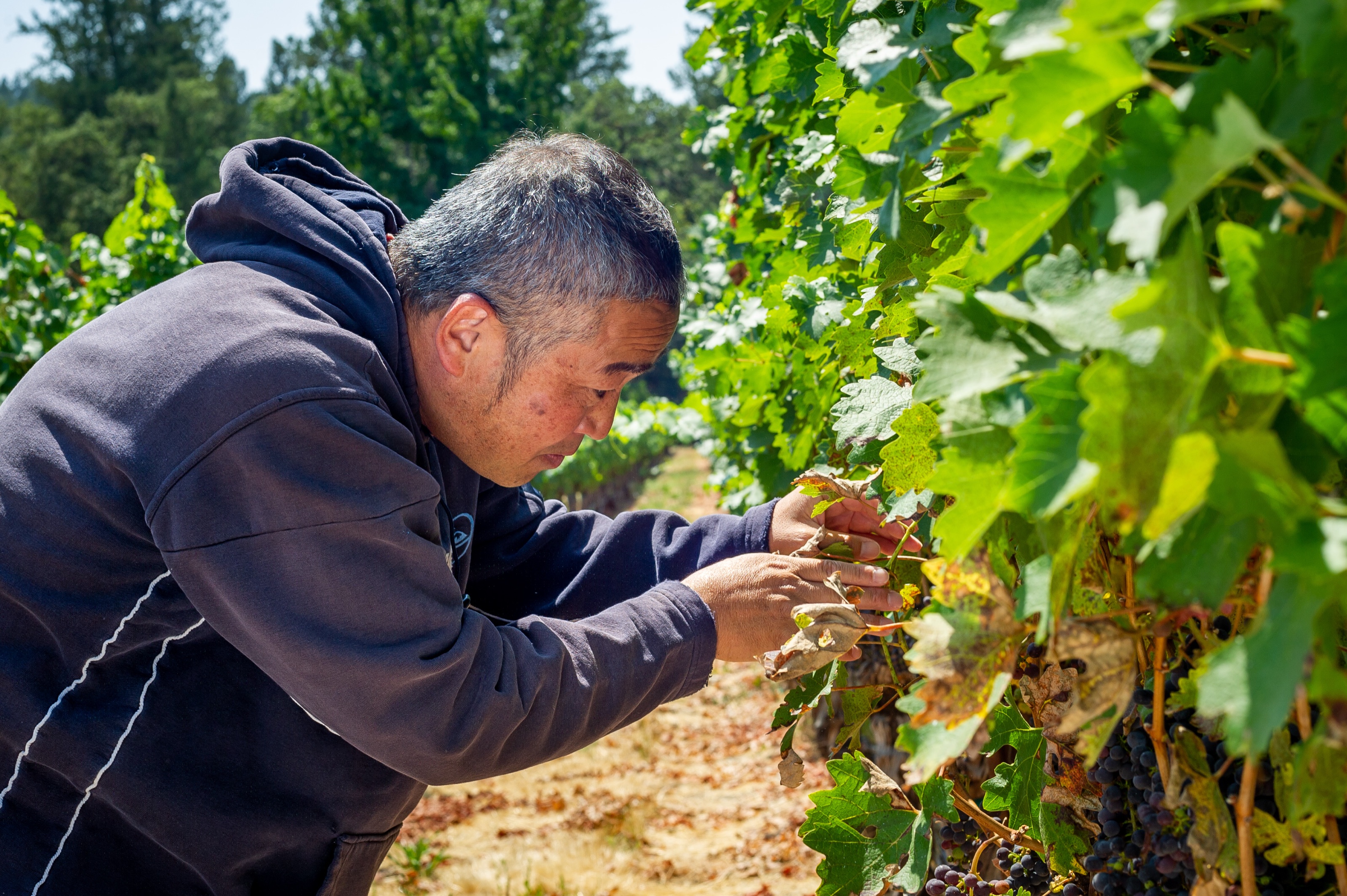 Shop · ご購入について · HAYASHI WINES